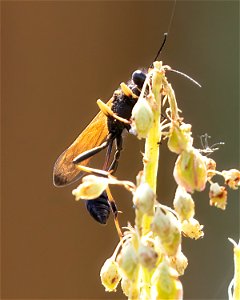 Yellow and Black Mud Dauber Sceliphron caementarium