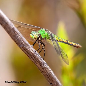 Western Pondhawk
