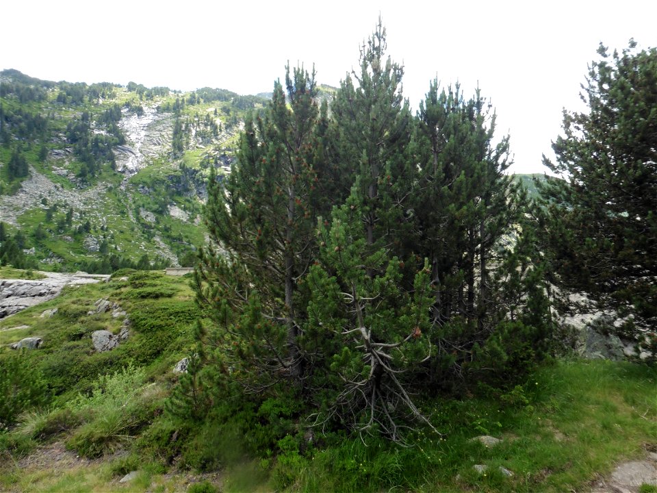 Pinus mugo subsp. uncinata (Ramond ex DC.) Domin, 1936