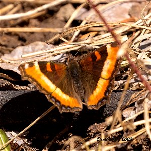 Milbert's Tortoiseshell
