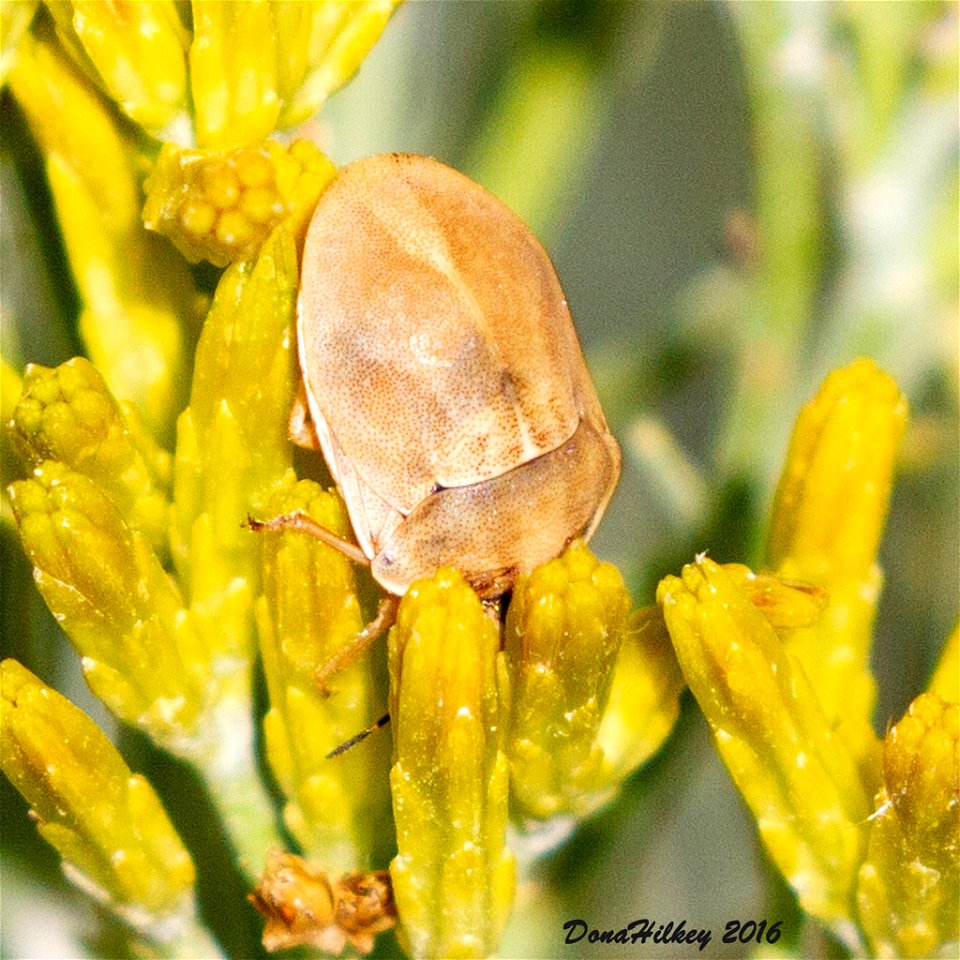Metallic Shield Bug/ Jewel Bug