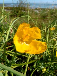 Glaucium flavum Crantz, 1763