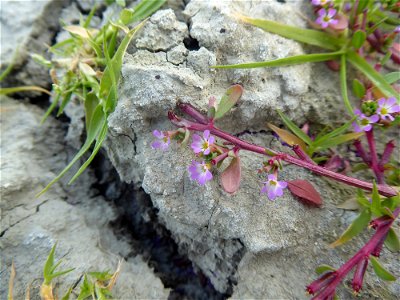 Lythrum tribracteatum Salzm. ex Spreng., 1827
