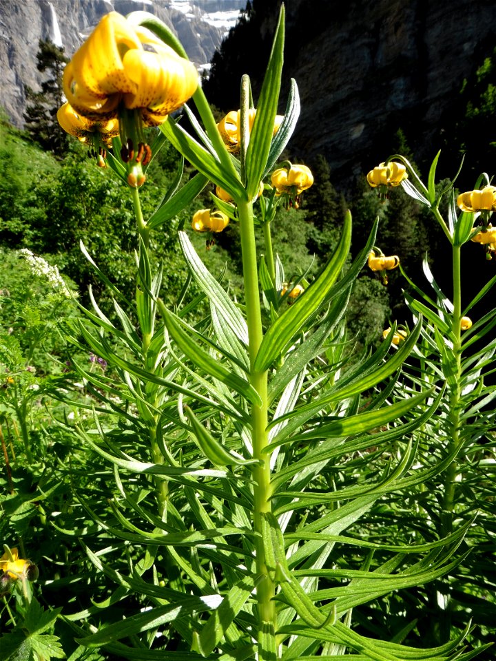 Lilium pyrenaicum Gouan, 1773