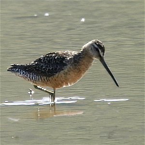 Long-billed Dowitcher id photo