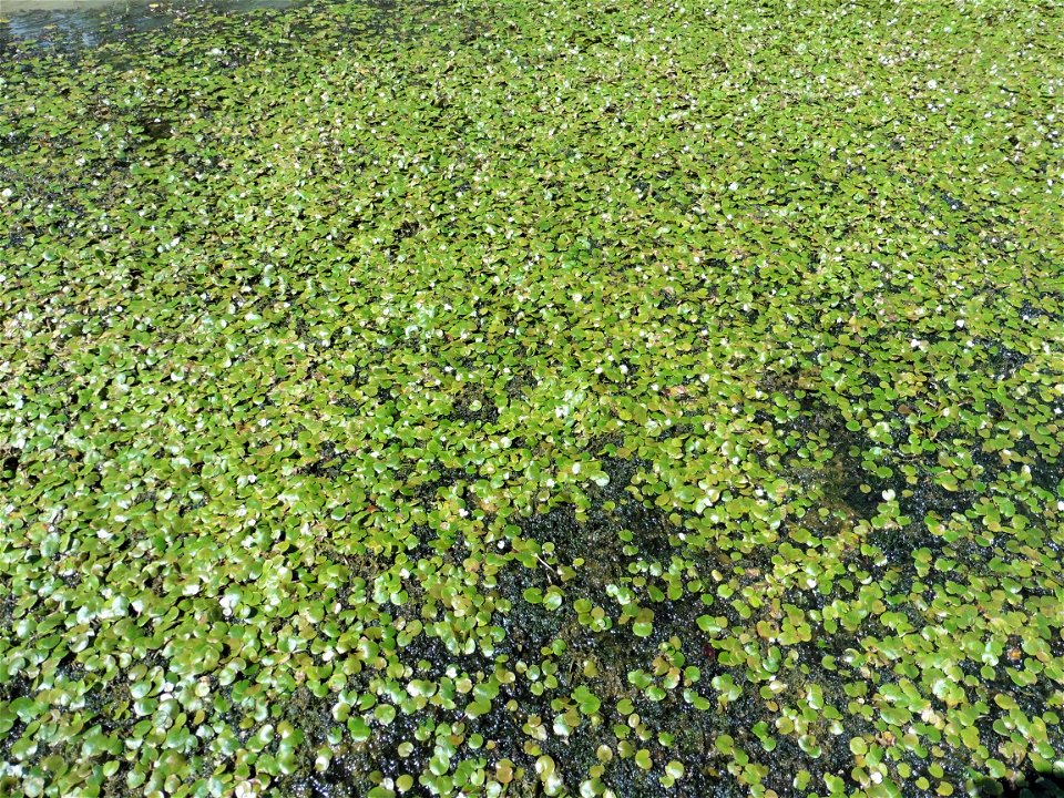 Hydrocharis morsus-ranae L., 1753