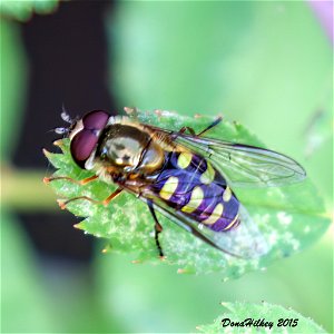 Common Loopwing Aphideater