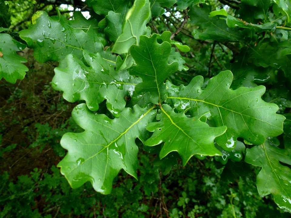 Quercus robur L., 1753
