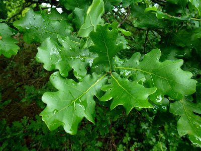 Quercus robur L., 1753
