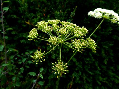 Oreoselinum nigrum Delarbre, 1800