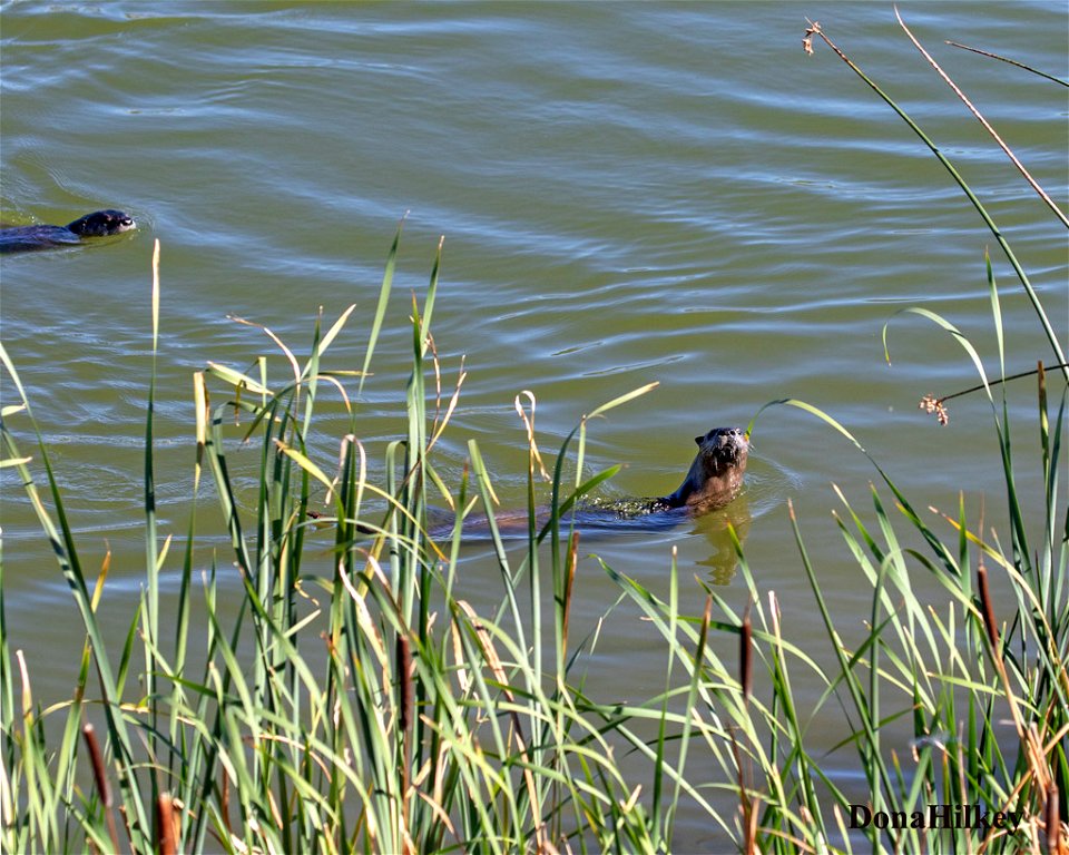 North American River Otter