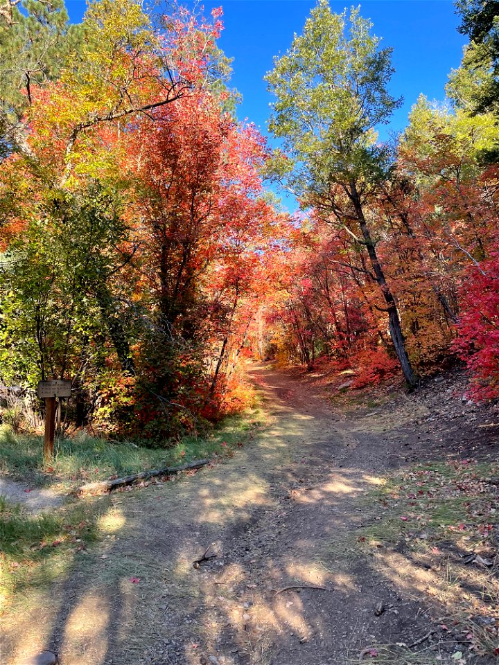 Fall Colors on Mountainair Ranger District