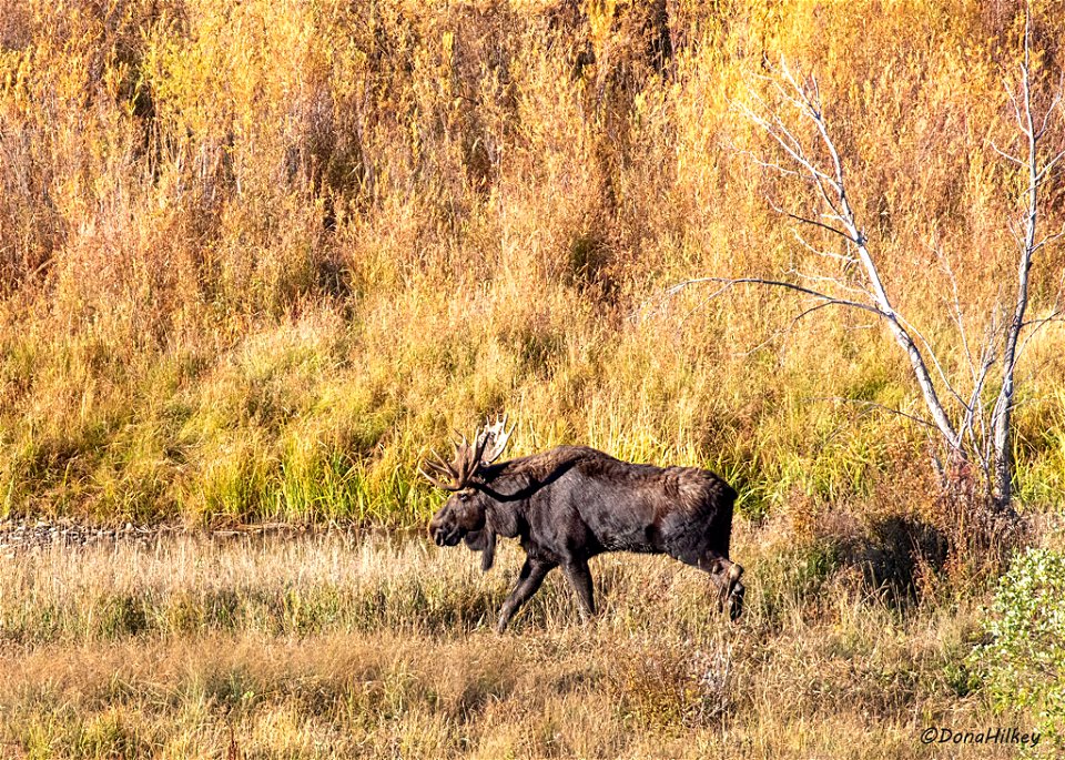 Bull Moose
