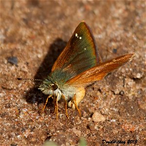 Russet Skipperling photo