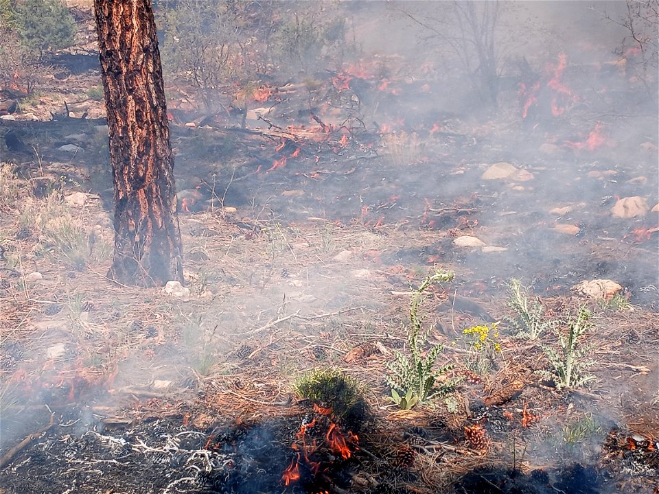 Thunderbird Prescribed Burn