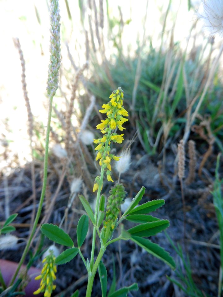 Melilotus indicus (L.) All., 1785