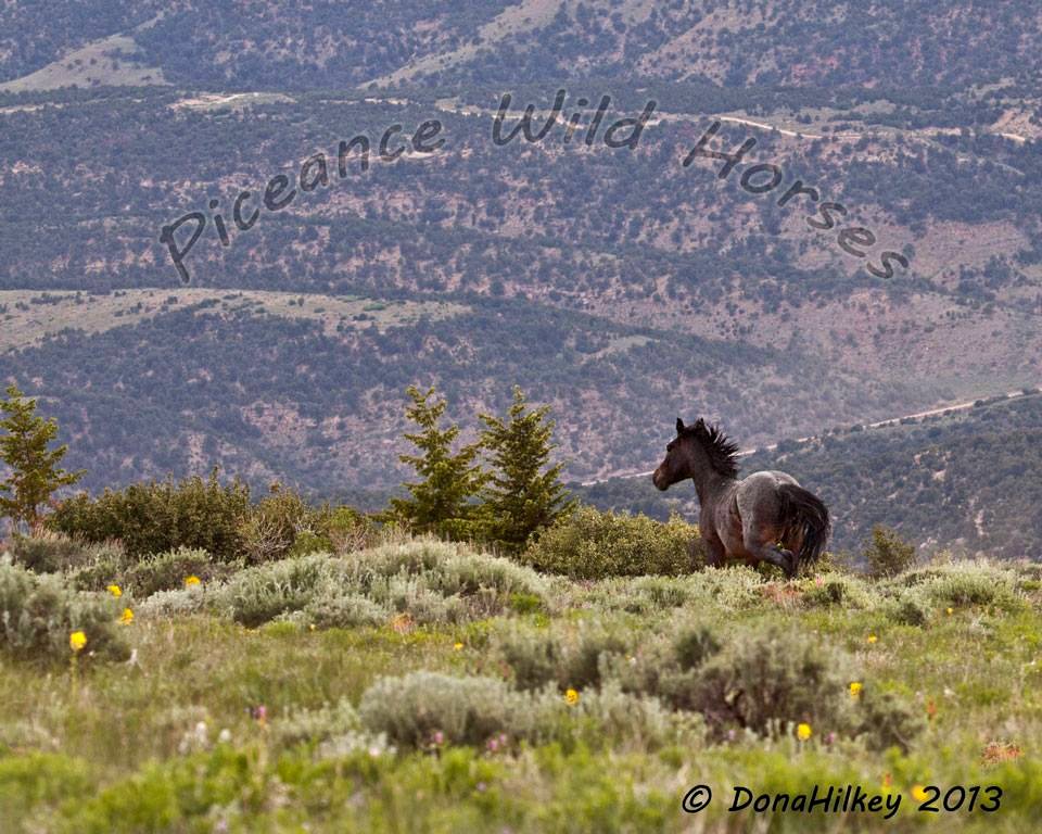 Piceance Wild Horses