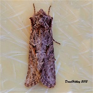 Cutworm Moths and Allies Family