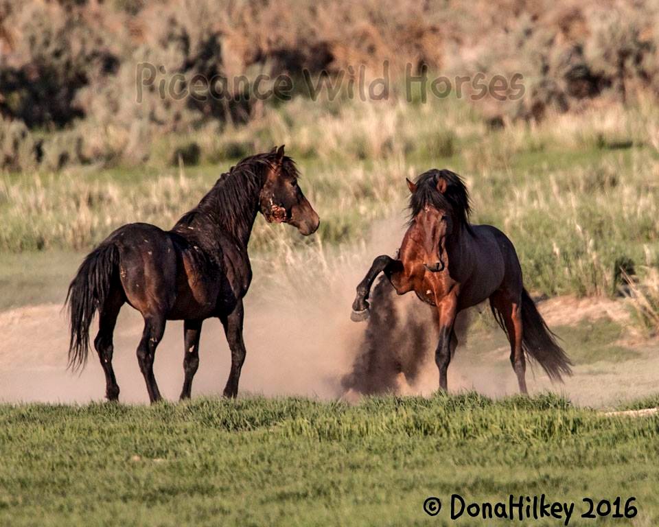 Piceance Wild Horses