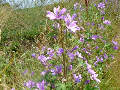 Malva sylvestris L., 1753