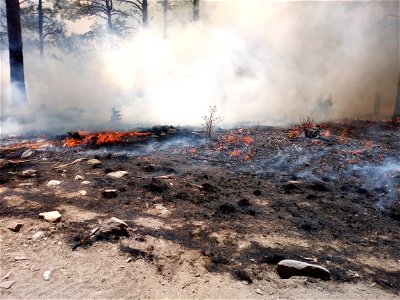 Thunderbird Prescribed Burn
