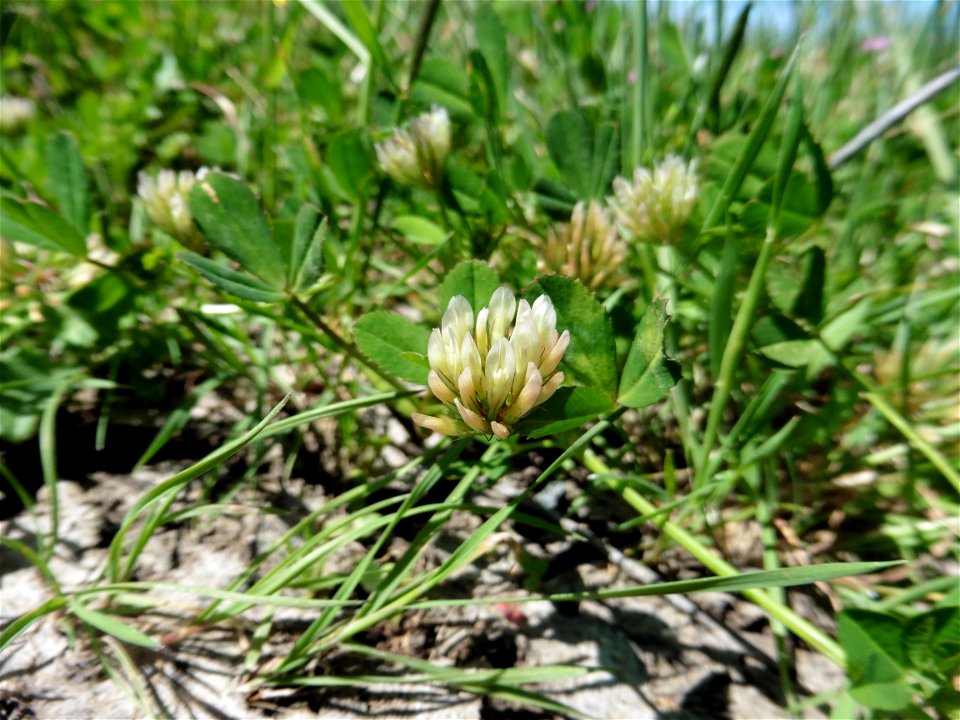 Trifolium michelianum Savi, 1798