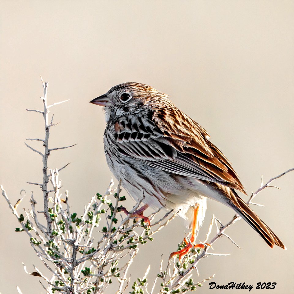 Vesper Sparrow photo