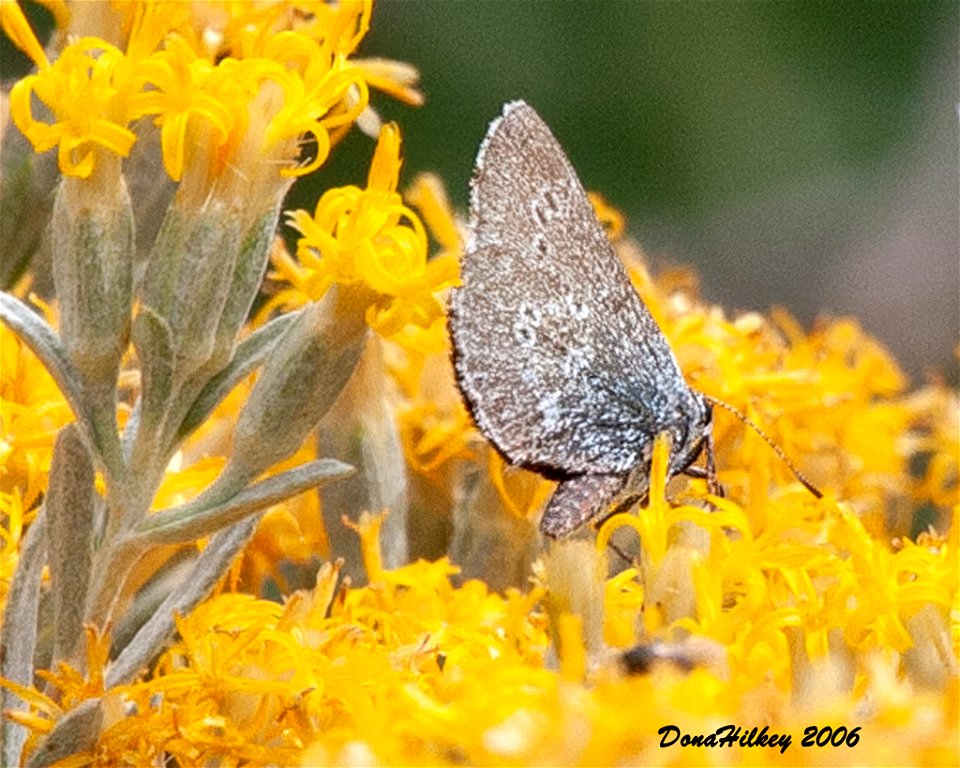 Sagebrush Sooty Hairstreak