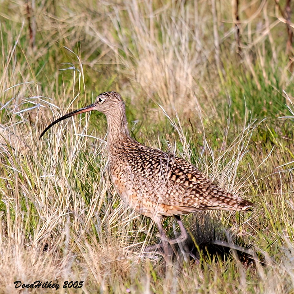 Long-billed Curlew
