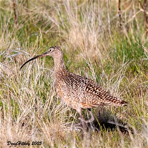 Long-billed Curlew