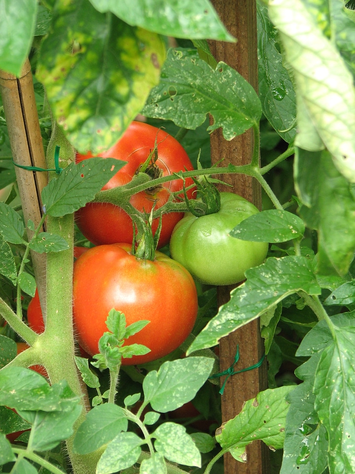 Green And Red Tomatoes In A Garden