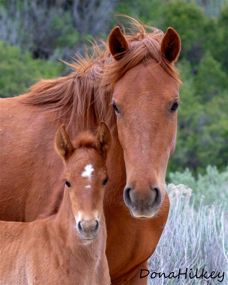 web-close-up-of-sorrel-mare-and-foal--may-2018