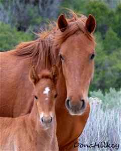 web-close-up-of-sorrel-mare-and-foal--may-2018