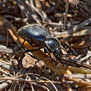 Darkling Beetles