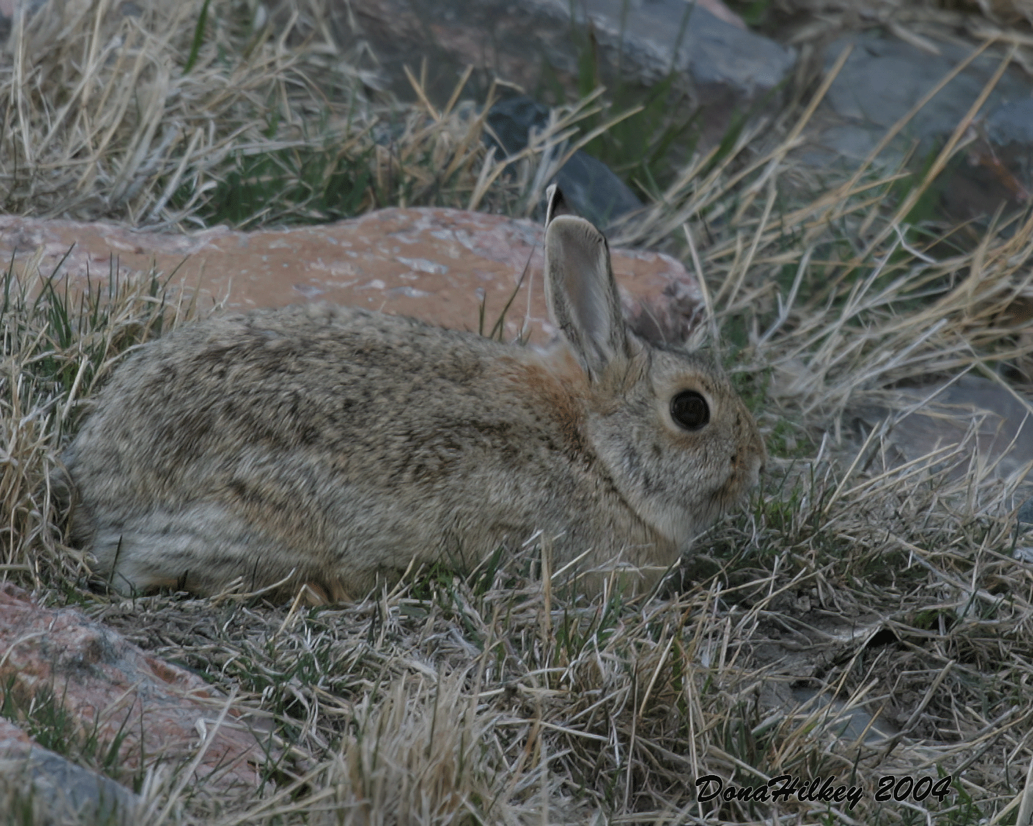 Eastern Cottontail