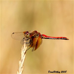 Band-winged Meadowhawk