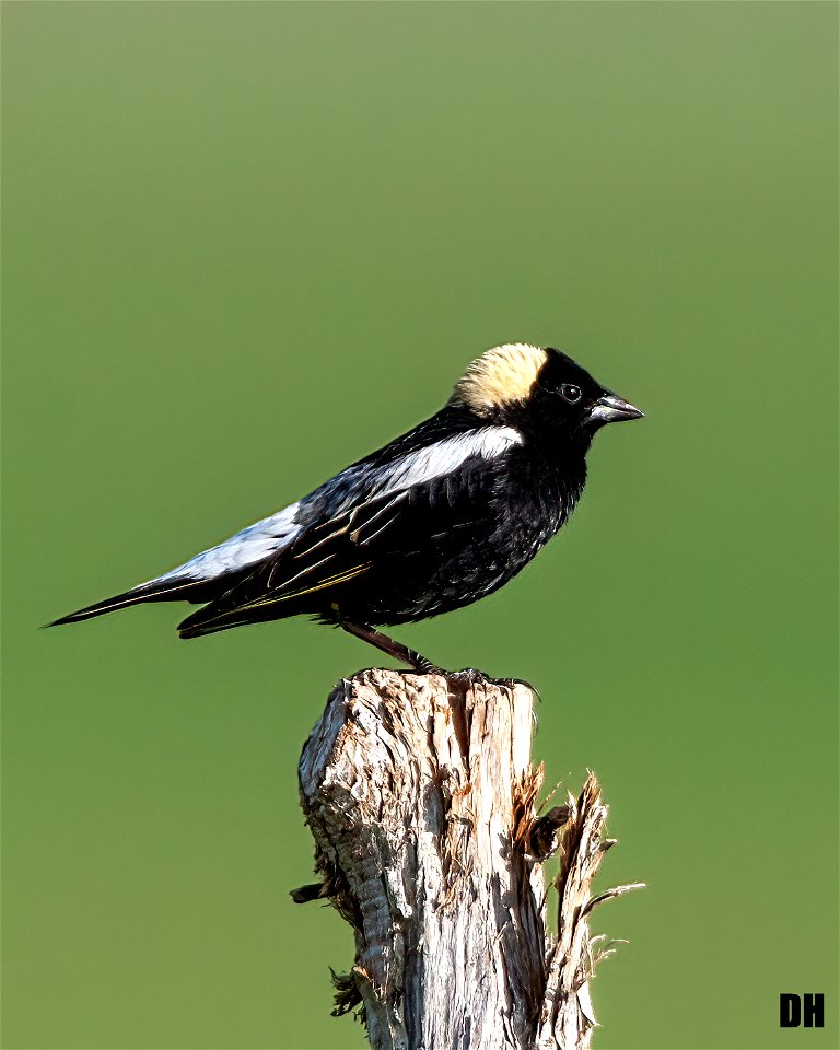 Bobolink 20may2006 Reicherts