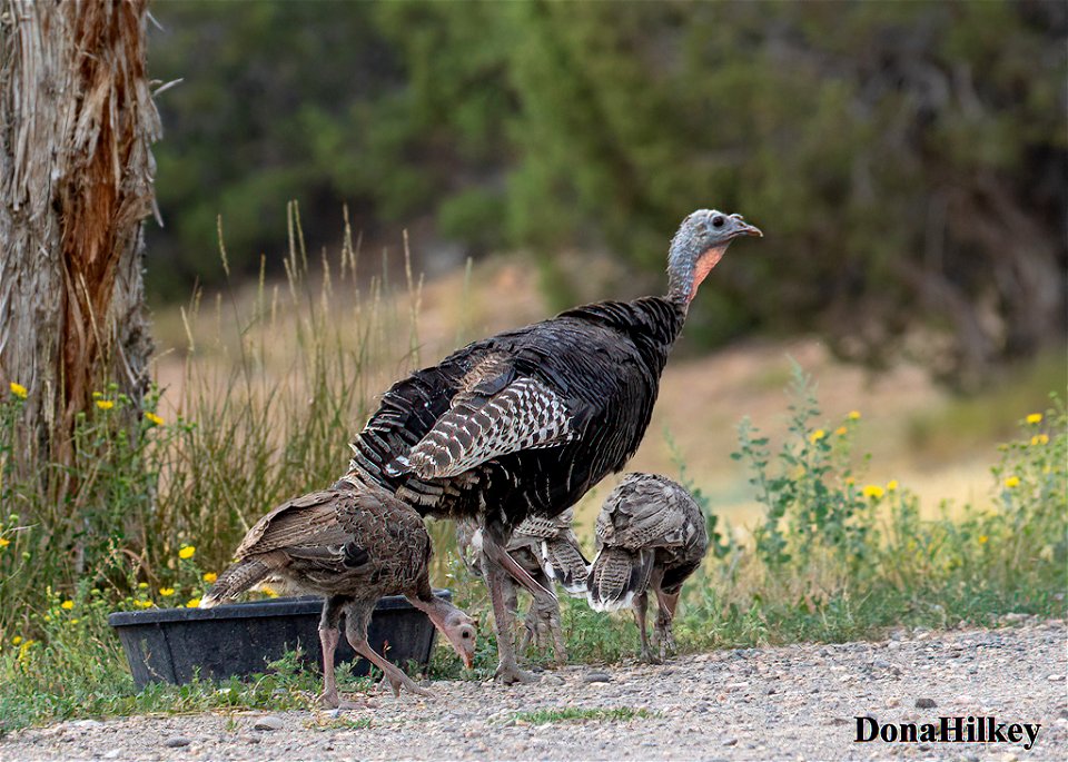 WITU-chickx-4aug2020-Barbs-2-