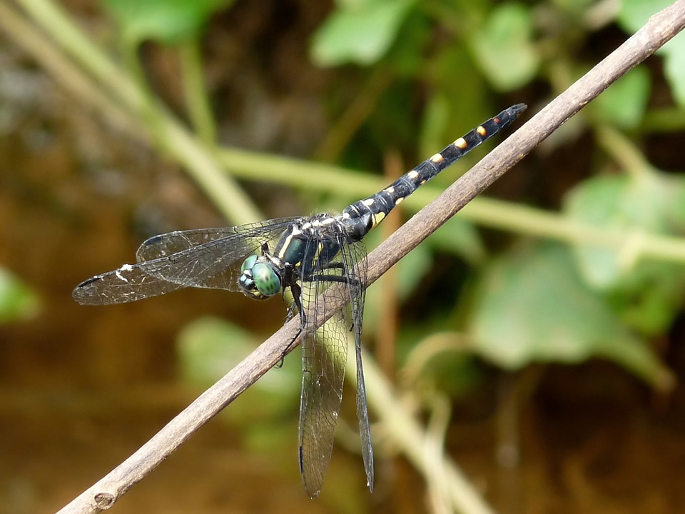 Dragonfly on a branch photo