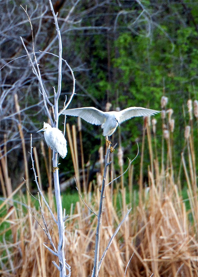 SNEG-ebird