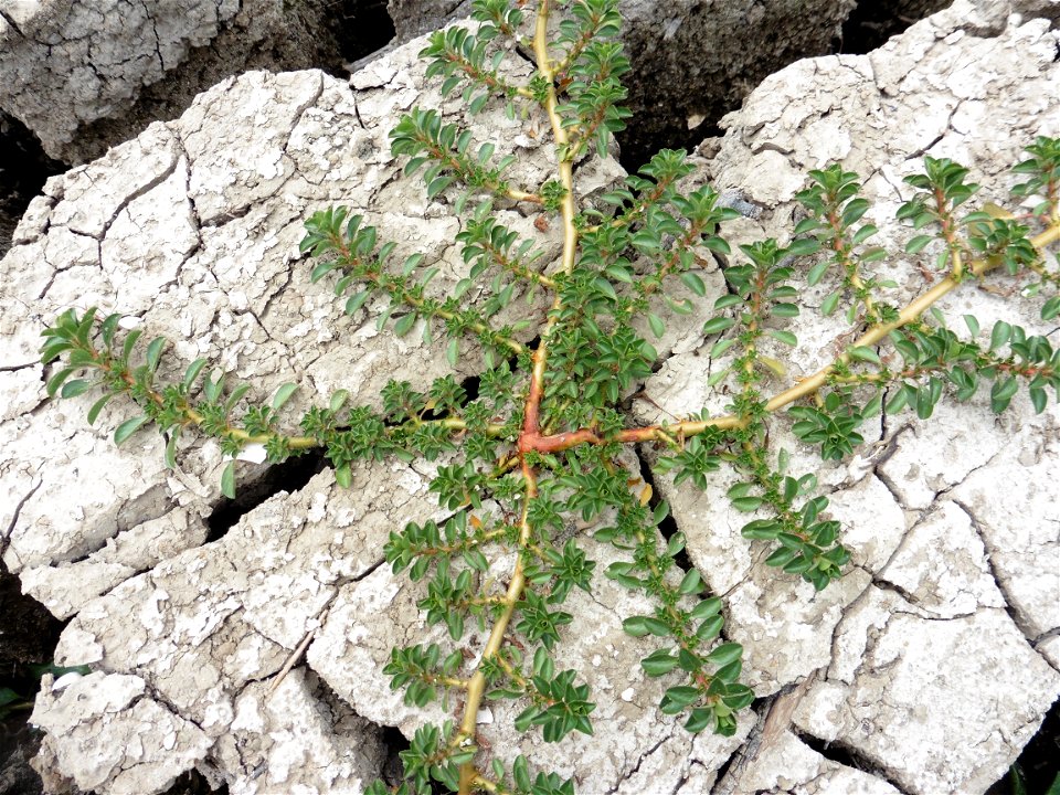 Ludwigia peploides (Kunth) P.H.Raven, 1964