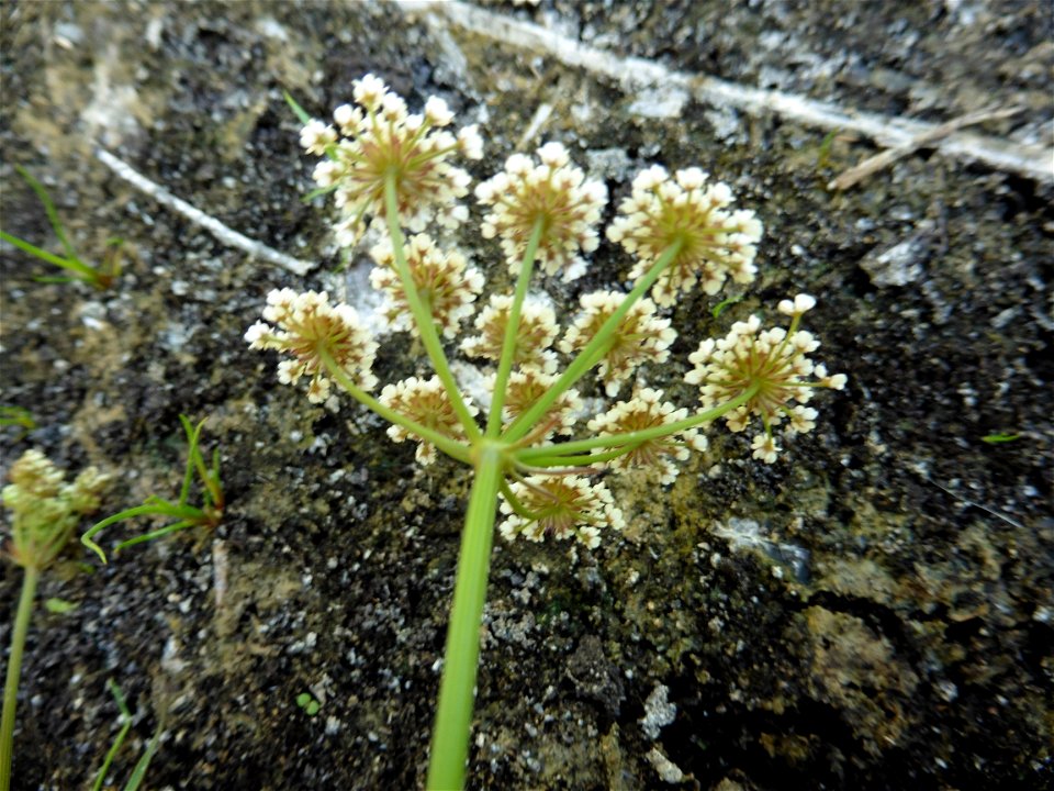 Oenanthe lachenalii C.C.Gmel., 1805