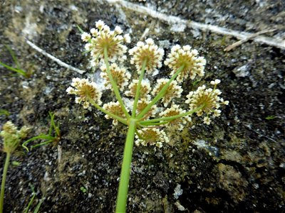 Oenanthe lachenalii C.C.Gmel., 1805
