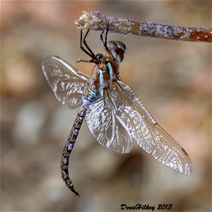 Blue-eyed Darner photo