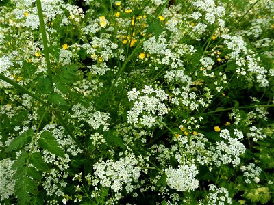 Anthriscus sylvestris (L.) Hoffm., 1814