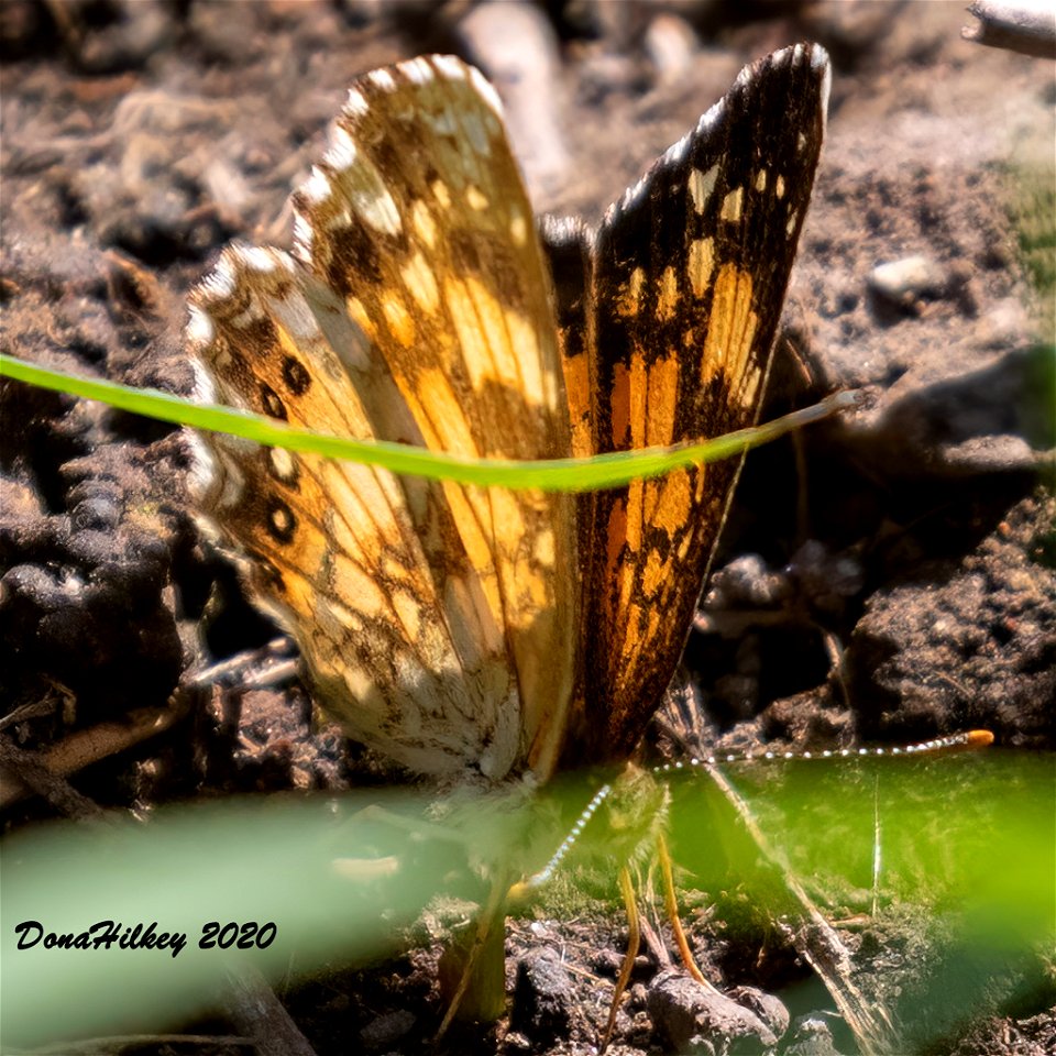 Silvery Checkerspot Chlosyne nycteis
