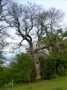 Castanea sativa Mill., 1768