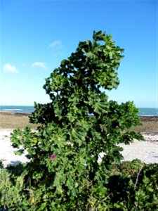 Malva arborea (L.) Webb & Berthel., 1837