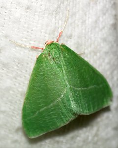 Emerald Moths photo