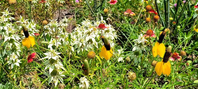 Wildflowers in Bloom on the Black Kettle NGs
